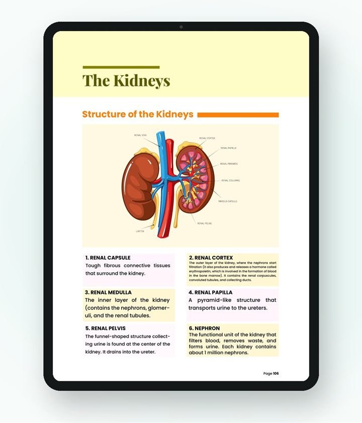 Tablet showing The Kidneys: a labeled kidney diagram and six structures explained